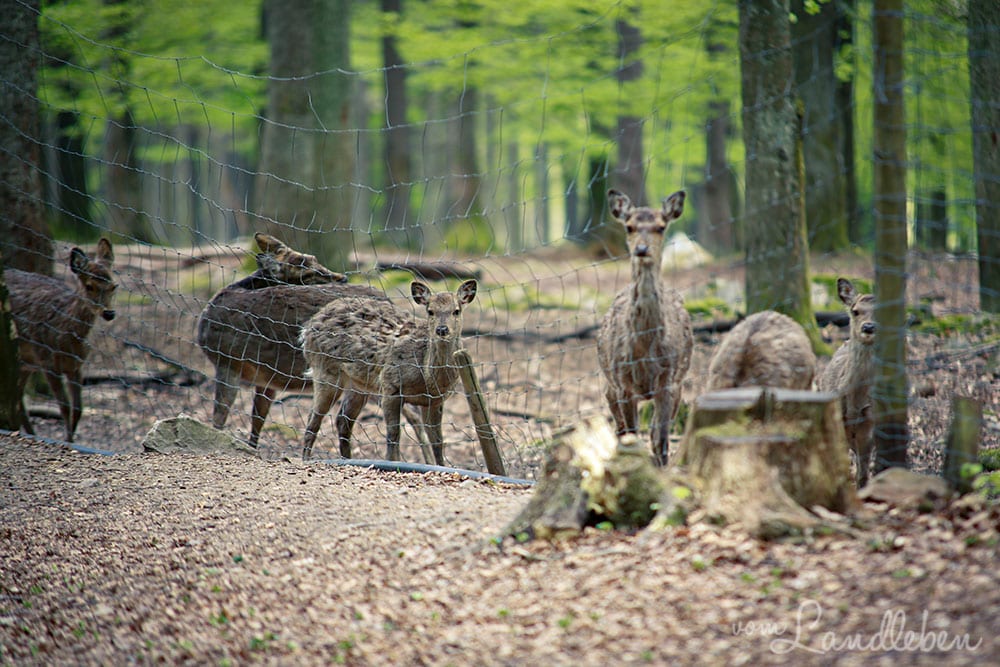 Rotwild im Wildfreigehege Wildenburg