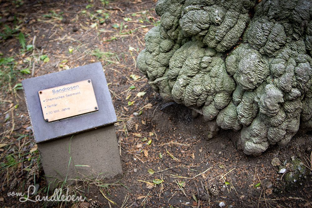 Sandrosen im Geopark Tannenbusch