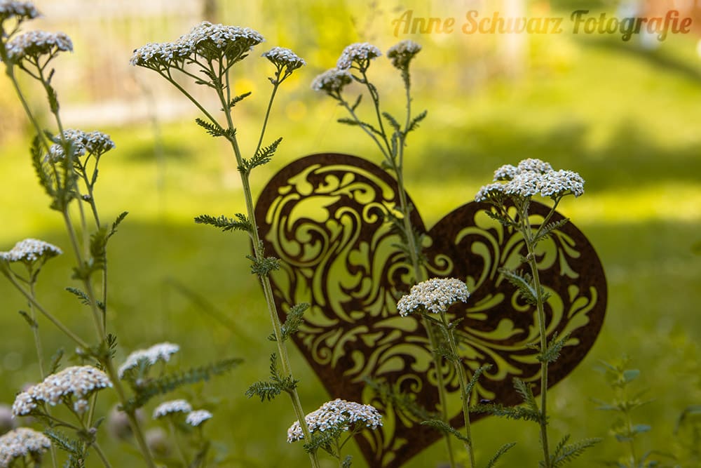 Schafgarbe vor einem Herz