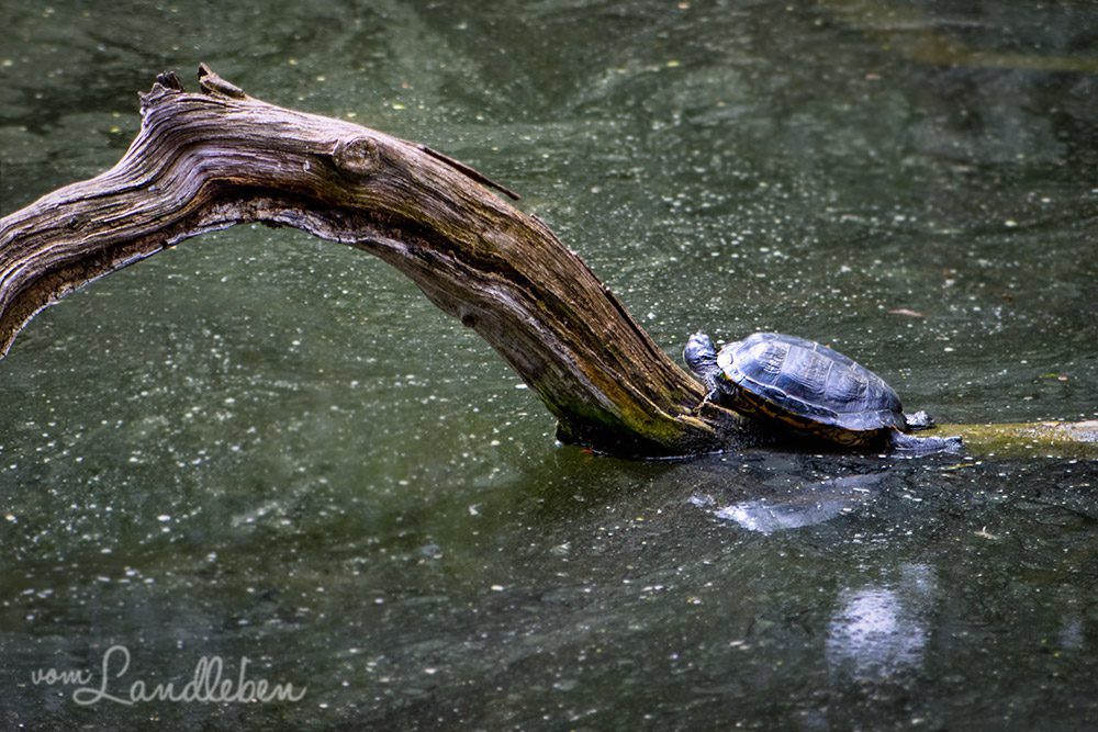 Schildkröte im Tierpark Tannenbusch in Dormagen