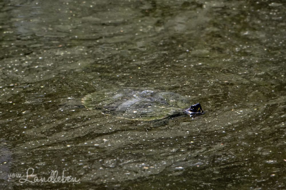 Schildkröte im Tierpark Tannenbusch in Dormagen