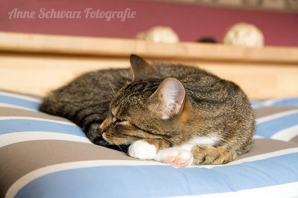 Schlafende Katze