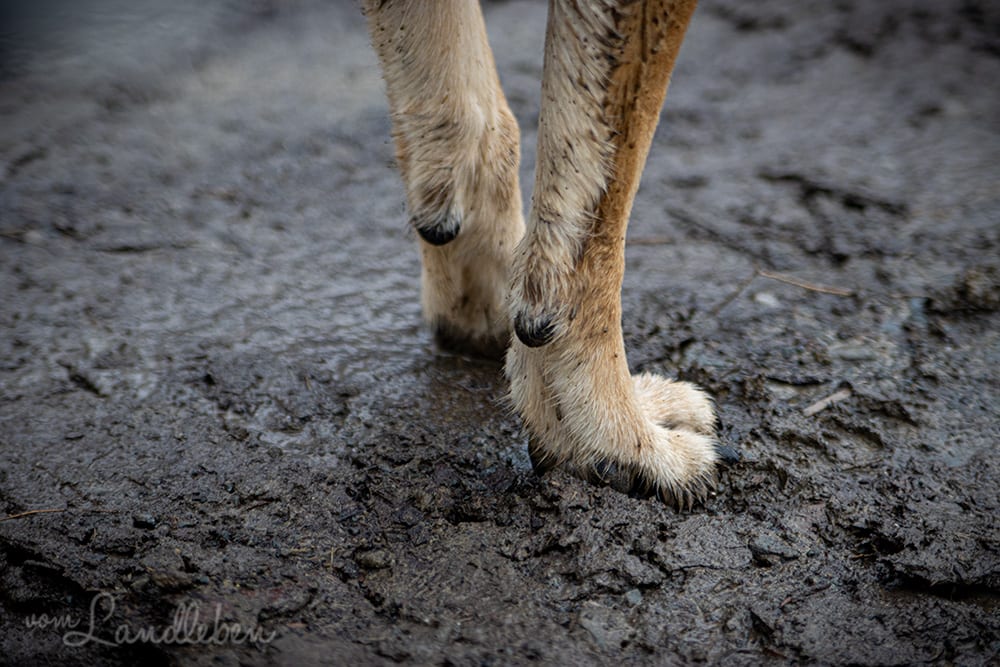 Schlammige Hundepfoten