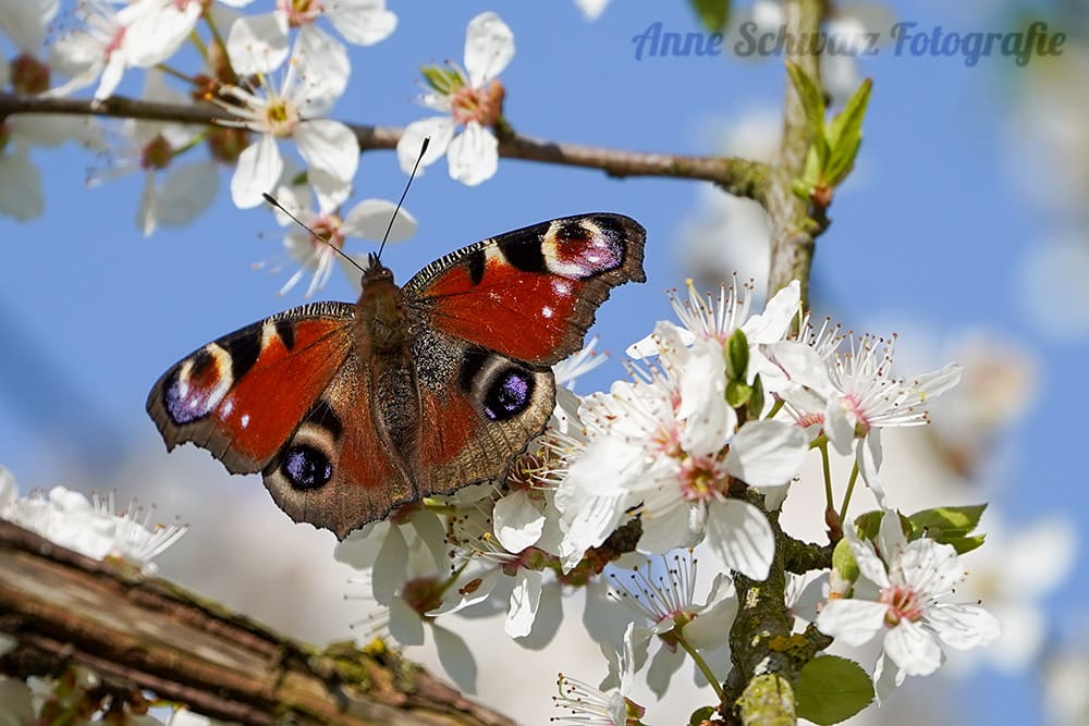 Schmetterling - Makro mit dem Teleobjektiv