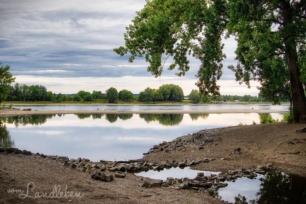 An der Siegmündung in den Rhein