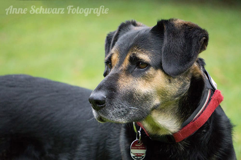 Hundefoto mit der Sony alpha 6000