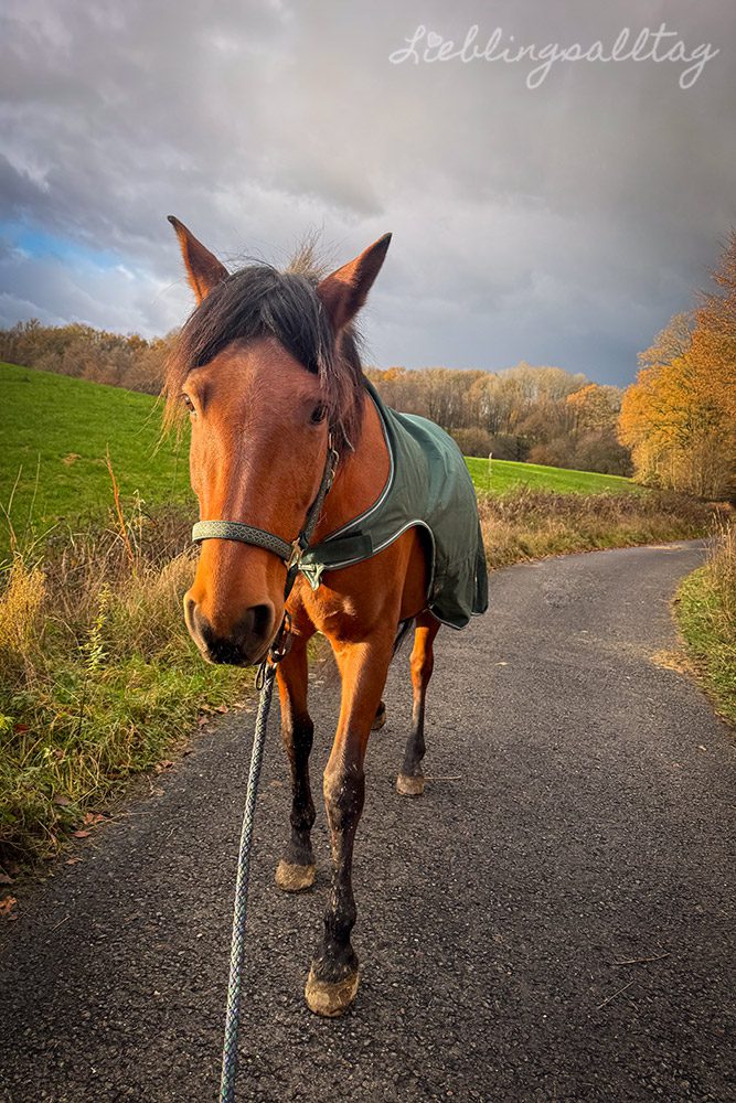 Spaziergang mit Dolida im November 2025