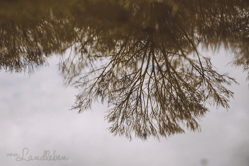 Spiegelung eines Baums in einer Pfütze