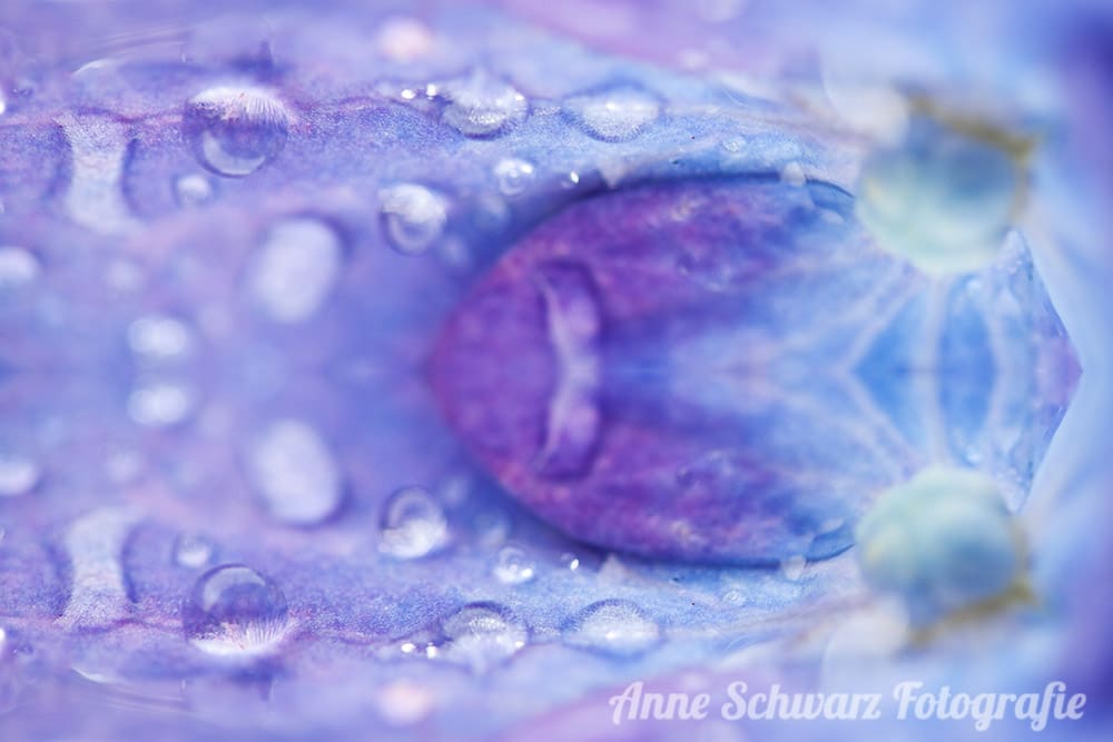 Spiegelwelten - gespiegelte Blüte