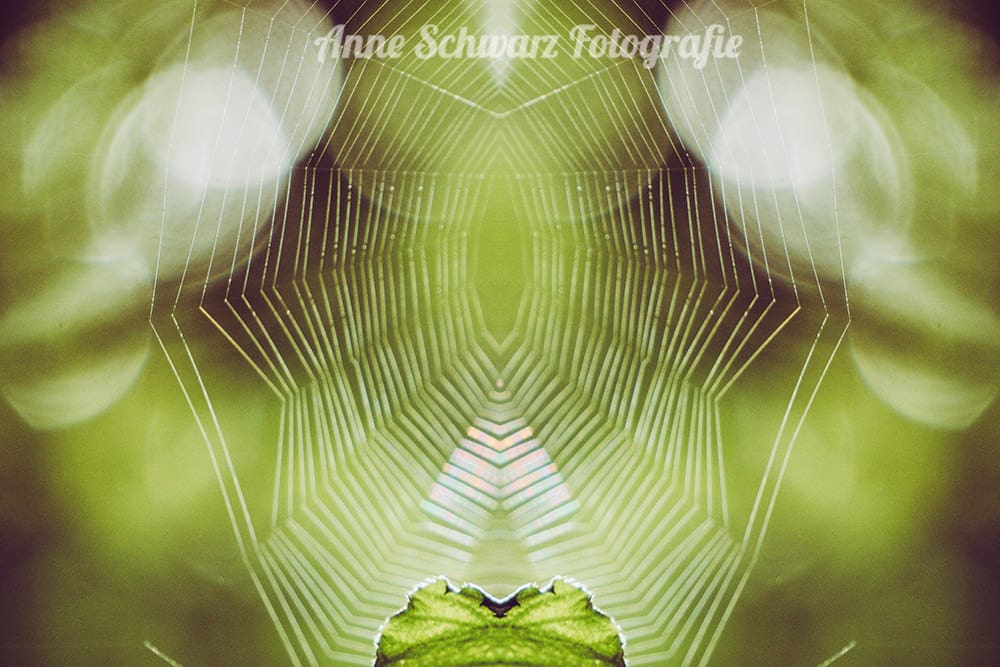 Gespiegeltes Spinnennetz