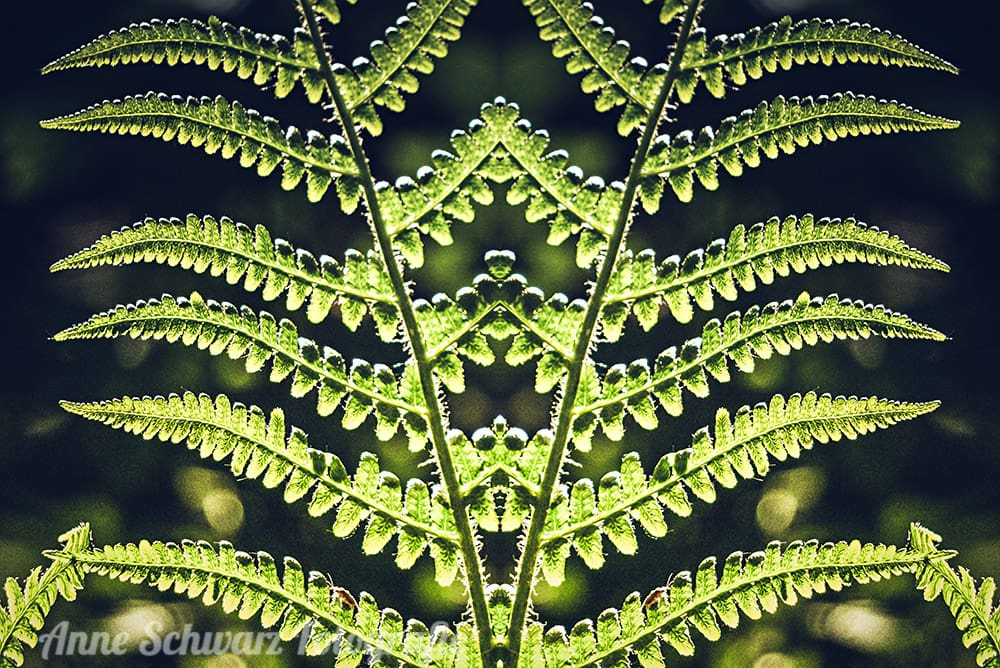 Spiegelwelten | Dark