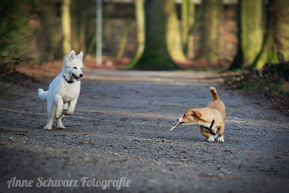 Spielende Hunde