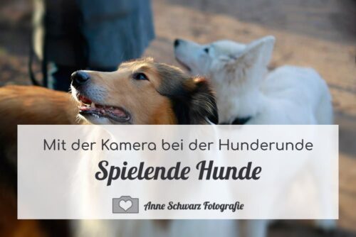 Spielende Hunde