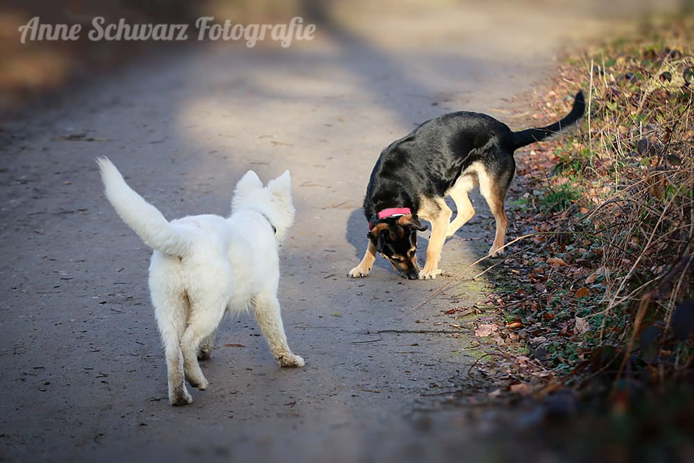Spielende Hunde