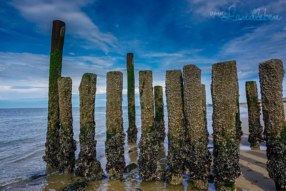 Am Strand in Zoutelande - Juni 2019