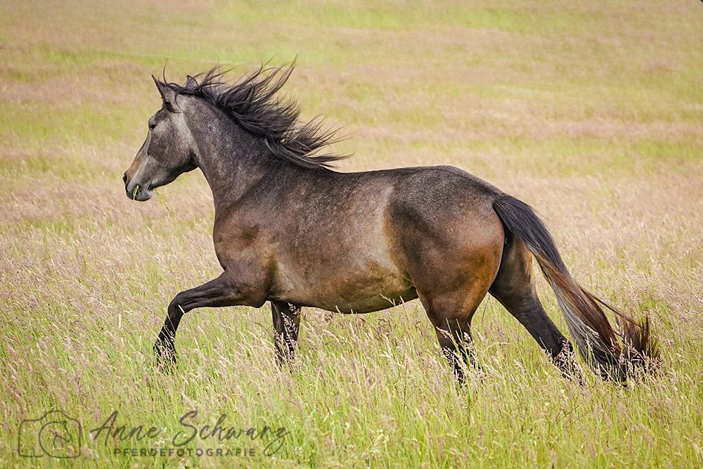 Feli auf der Wiese - Mai 2025 - Pferdefotografie