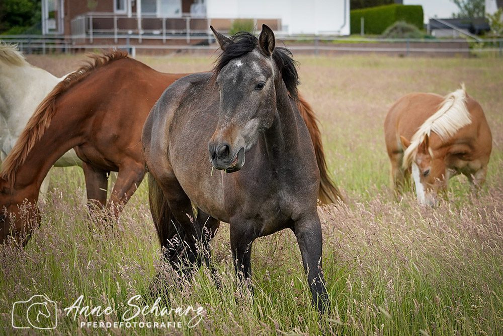 Feli in der Herde - Mai 2025