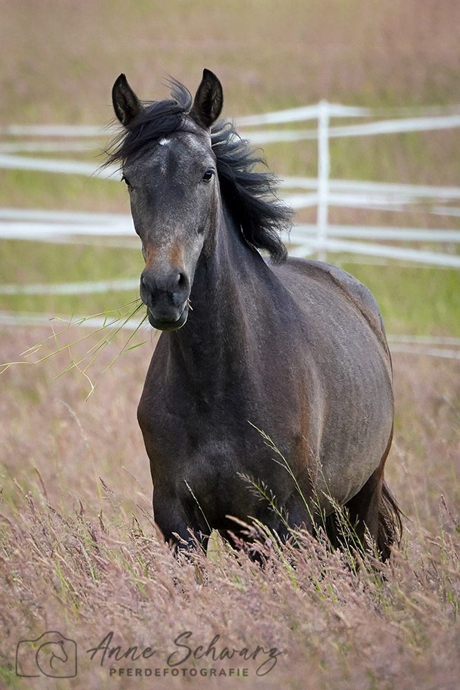 Stutenherde auf der Wiese – Mai 2025 – Pferdefotografie