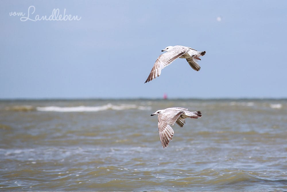 Möwen am Meer in Ouddorp