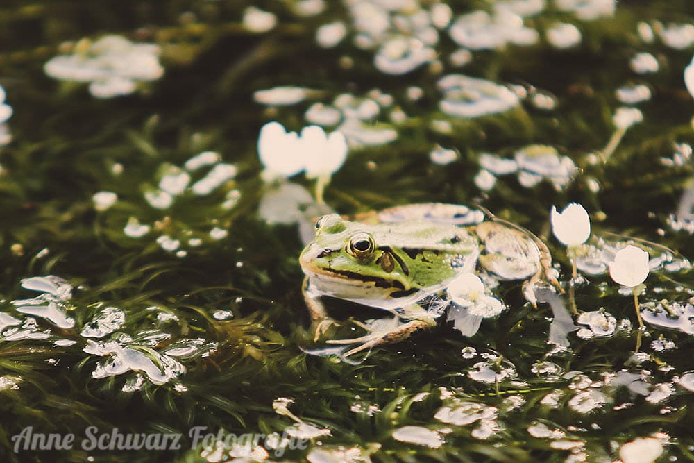 Teichfrosch