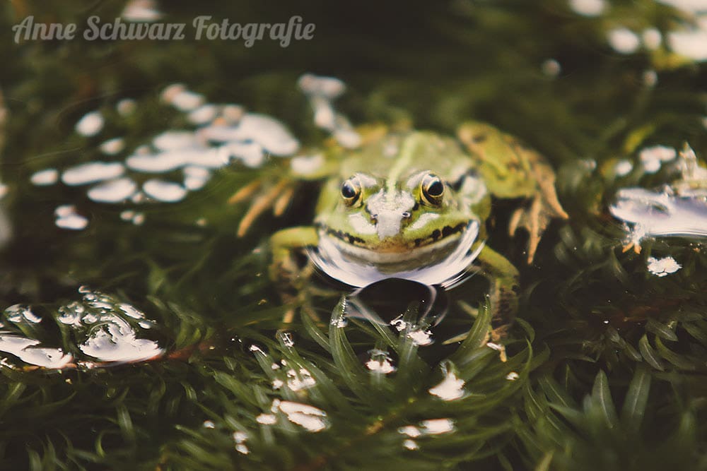 Teichfrosch