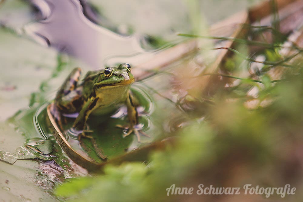 Teichfrosch