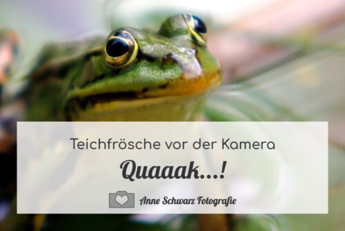 Teichfrosch fotografieren