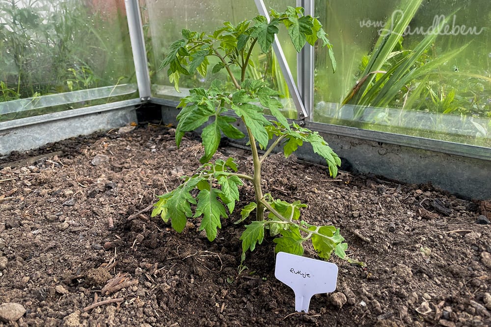 Tomate im Gewächshaus