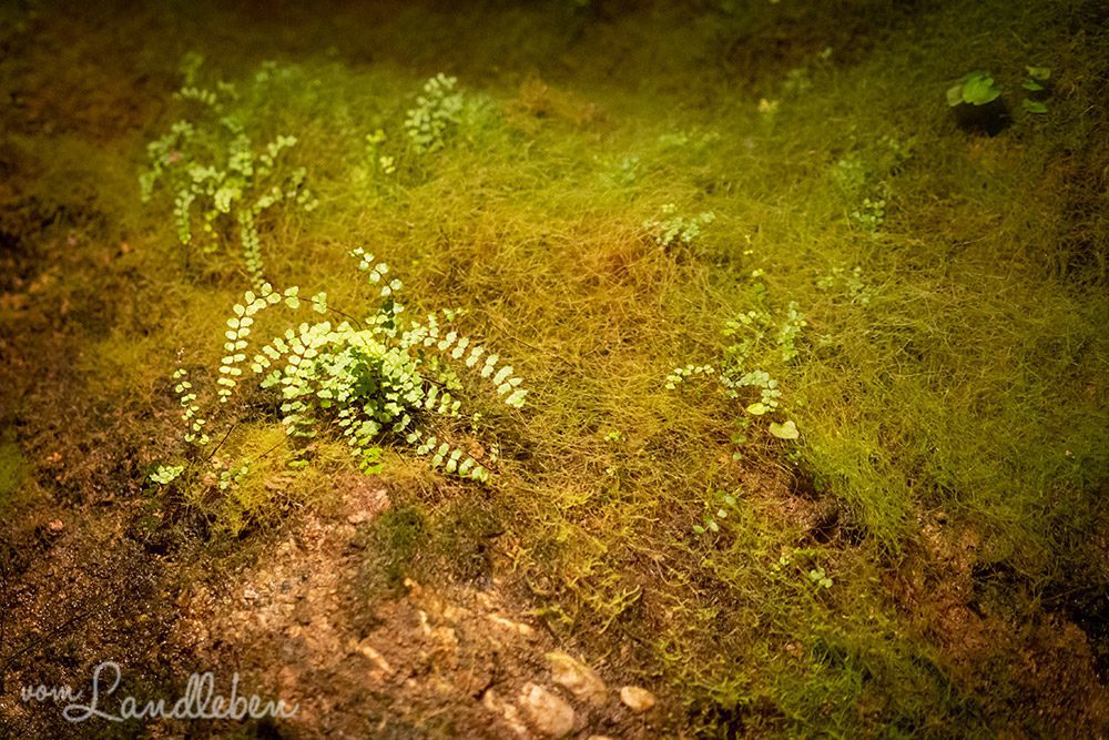 Tropfsteinhöhle Wiehl