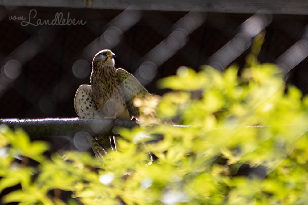Turmfalke im Tierpark Tannenbusch in Dormagen