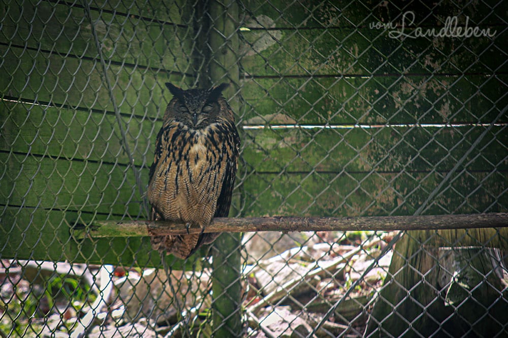 Uhu im Wildfreigehege Wildenburg