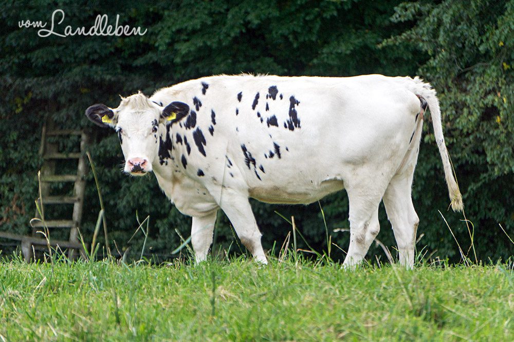 Kuh an der Wahnbachtalsperre