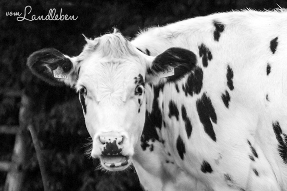 Kuh an der Wahnbachtalsperre