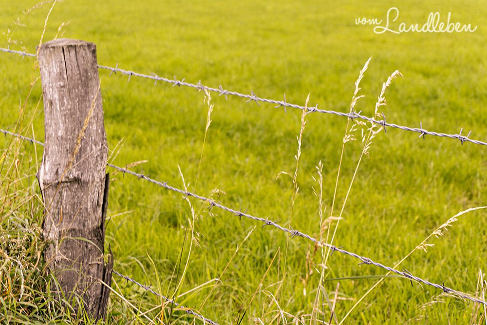Spaziergang an der Wahnbachtalsperre