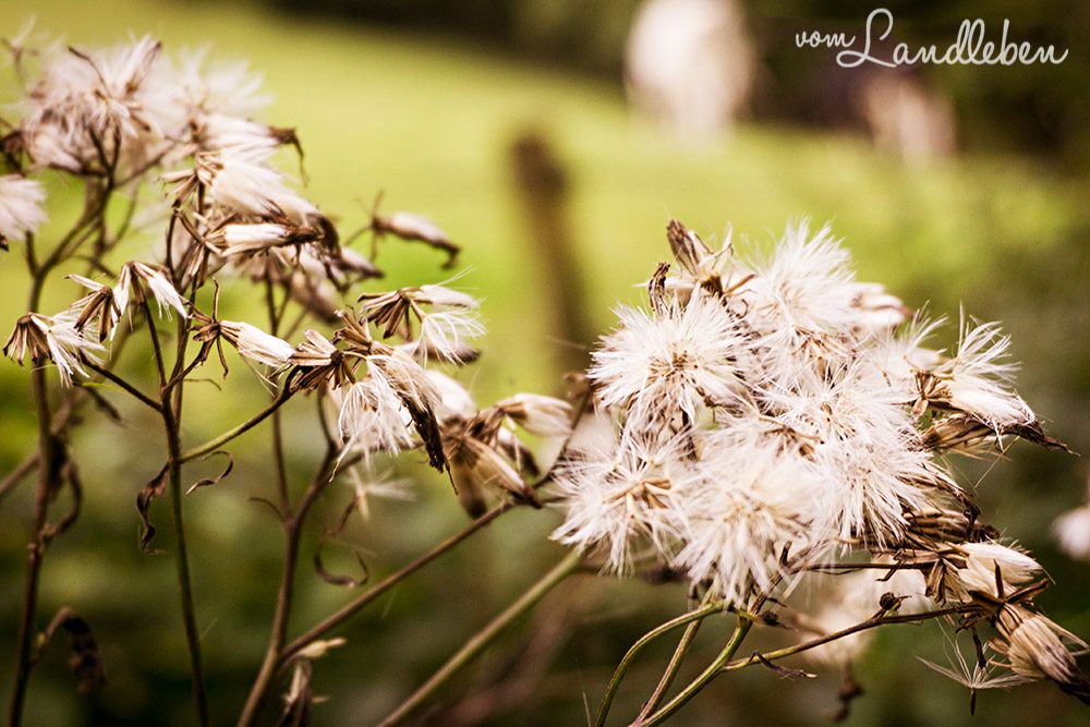 Spaziergang an der Wahnbachtalsperre