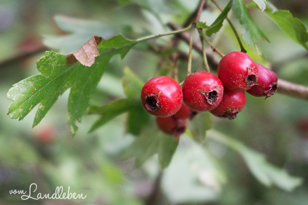 Spaziergang an der Wahnbachtalsperre