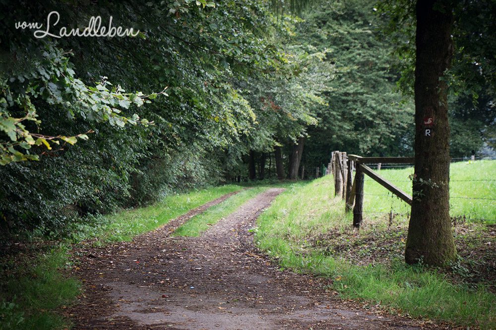 Spaziergang an der Wahnbachtalsperre