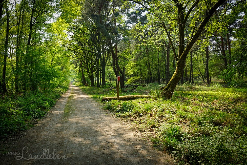 Brandweg in der Wahner Heide