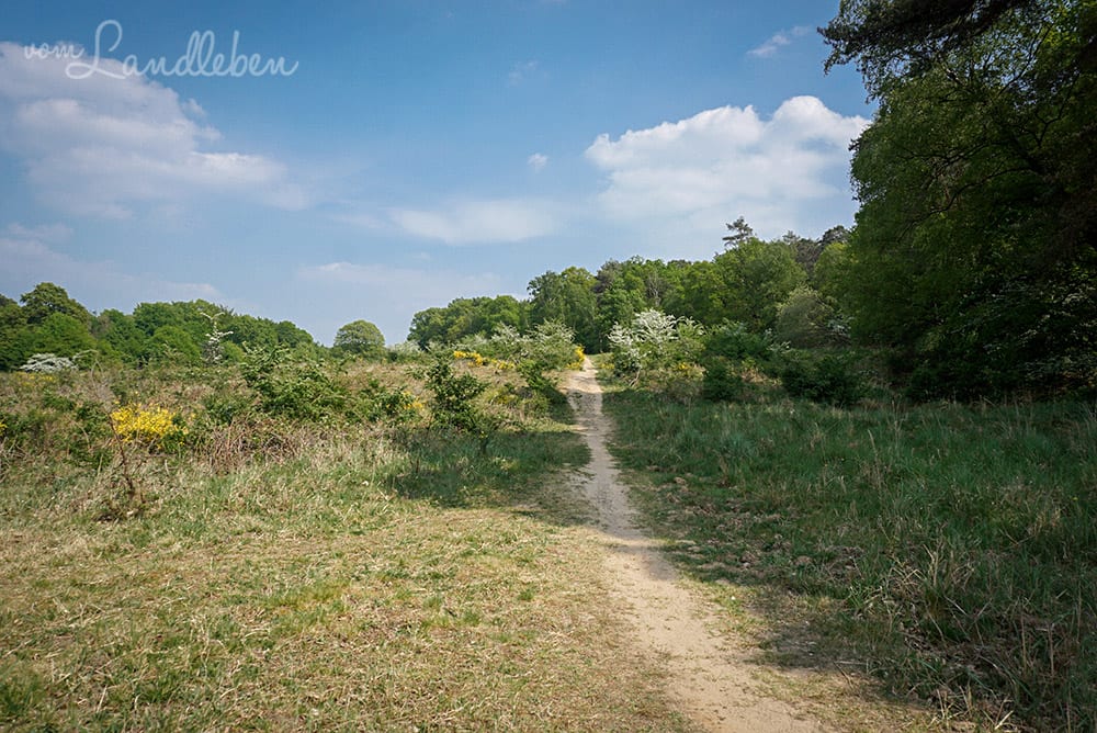 Wandern in der Wahner Heide