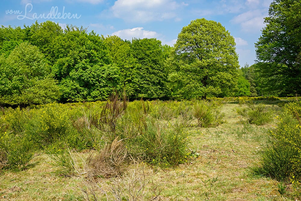 Wandern in der Wahner Heide