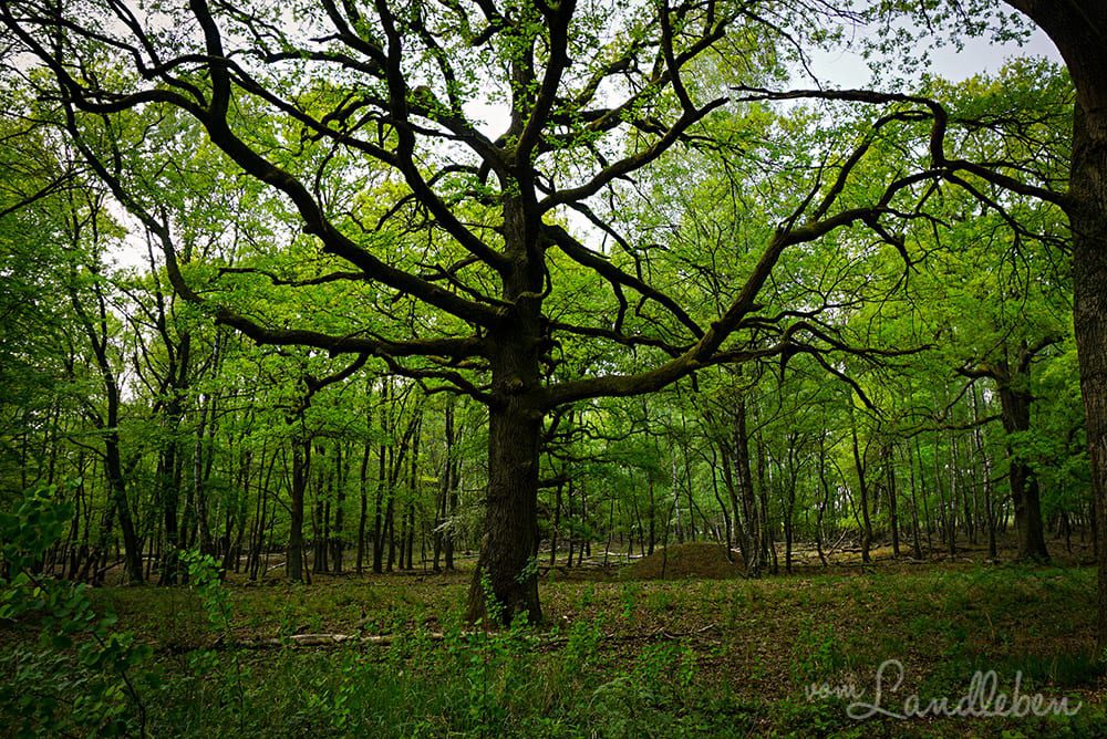 Wandern in der Wahner Heide