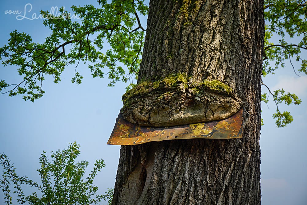 Wandern in der Wahner Heide