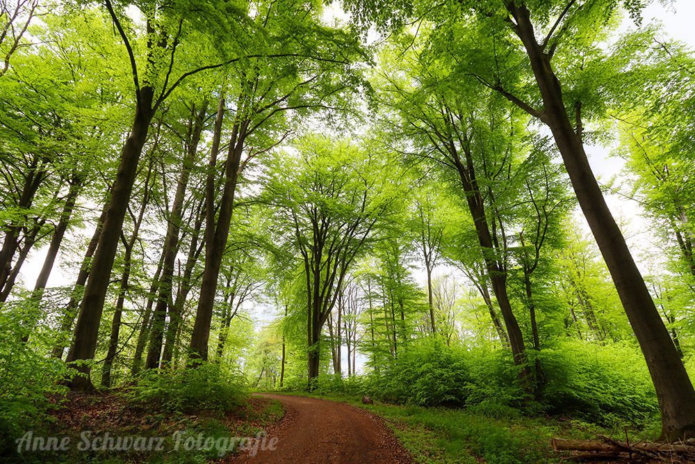 Frühlingswald