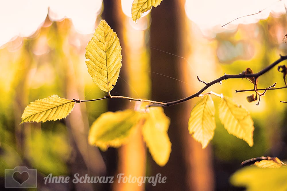 Waldfoto herbstlich bearbeitet