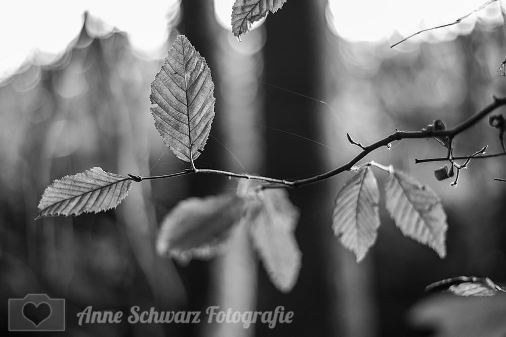 Waldfoto schwarz-weiß
