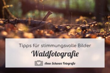 Waldfotografie – Tipps für stimmungsvolle Bilder
