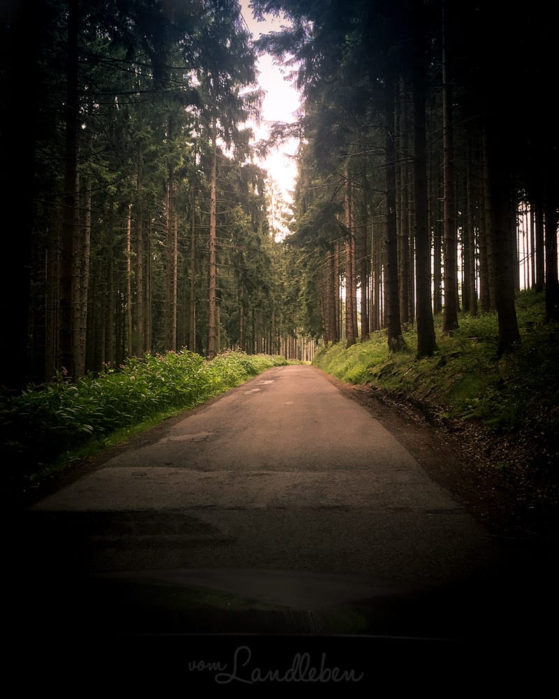 Waldweg bei Lindlar - unterwegs zur Ruine Eibach