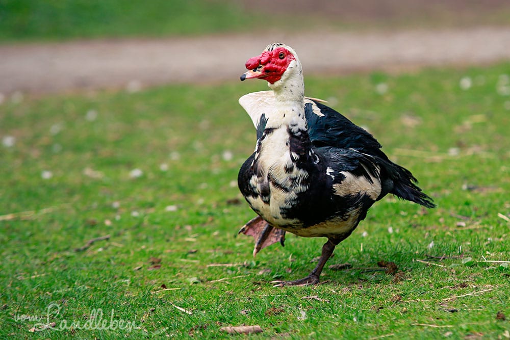 Warzenente im Wildfreigehege Wildenburg