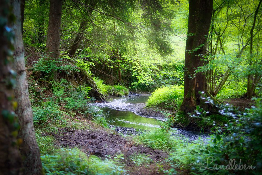 Wenigerbach bei Seelscheid