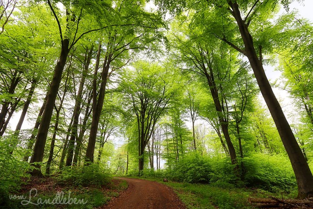 Wenigerbachtal bei Seelscheid